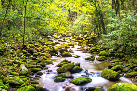 Spring Hunting in the South: A Guide to Exploring the Great Outdoors